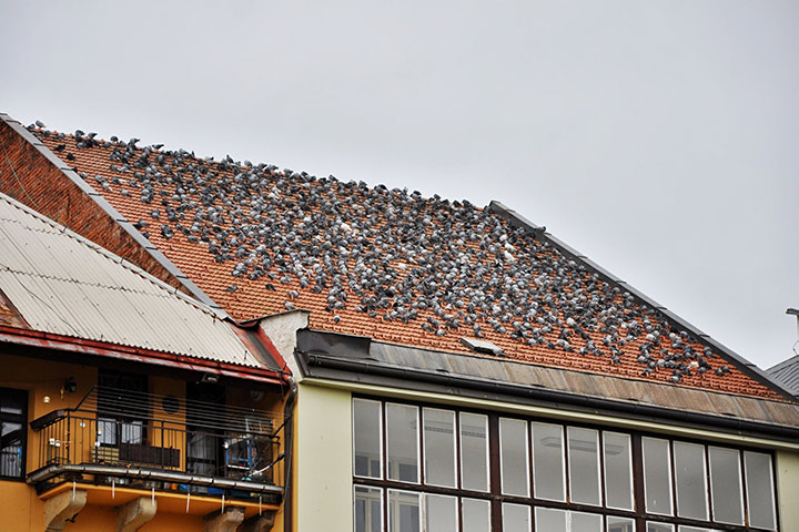 A2B Pest Control are able to install spikes to deter birds from roofs in Crystal Palace. 