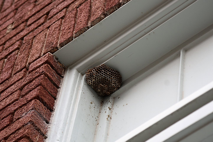 We provide a wasp nest removal service for domestic and commercial properties in Crystal Palace.